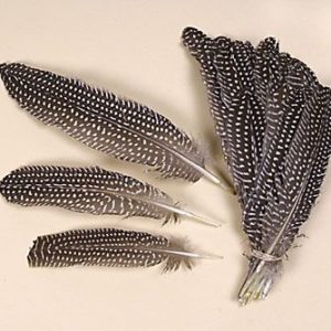 Guinea Fowl Wing Feathers