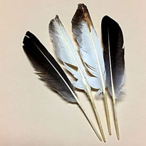 Goose Wing Seconds
