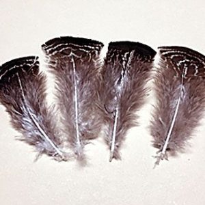 Chinchilla T-Base Plumage