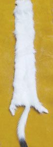 Ermine Hides