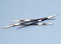 African Porky Quills