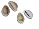 Ring Top Cowrie Shells