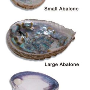 African Abalone Shell - Large