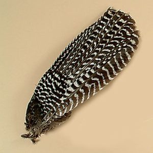 Complete Wing Tips