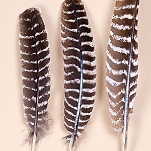 Barred Turkey Regular Wing