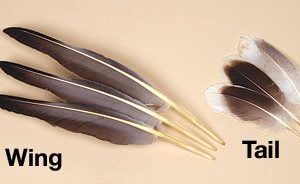 Domesticated Goose Tails