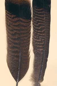 Bronze Turkey Tail Fan Set