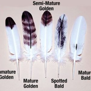 Hand Painted Pair Spinner Feathers
