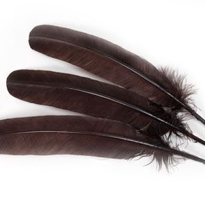 Dyed Brown Wing Feathers - Trimmed