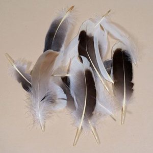 Goose Tail - Seconds