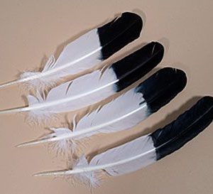Regular Wing, Black Tip Feather Seconds