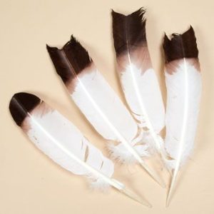 Regular Wing Brown Tip Feathers Seconds