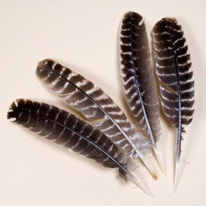 Barred Turkey Seconds